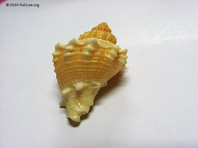 seashell