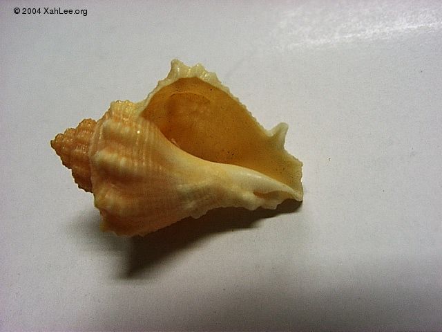 seashell