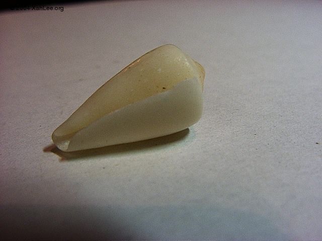 cone shell