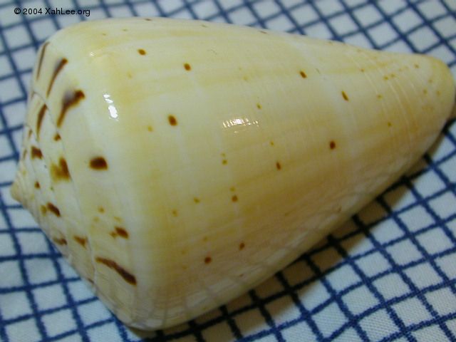 cone shell