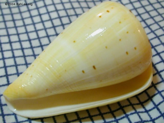 cone shell