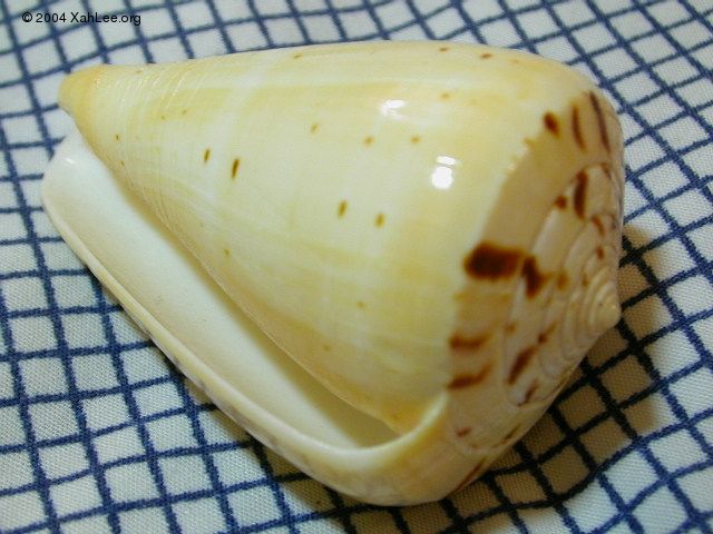 cone shell