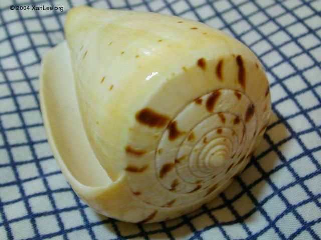 cone shell