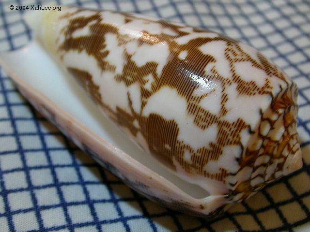 Conus Striatus shell