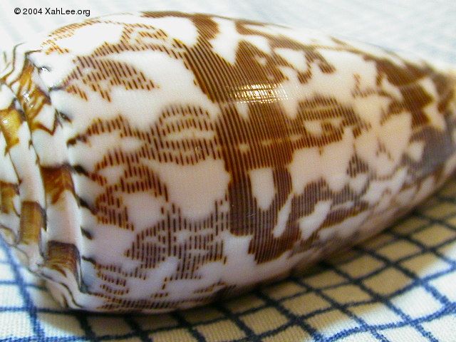 Conus Striatus shell