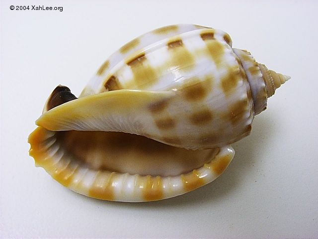 Checkered Bonnet Shell