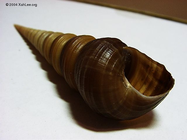 Common Screw shell