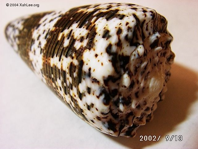 Conus Imperialis shell