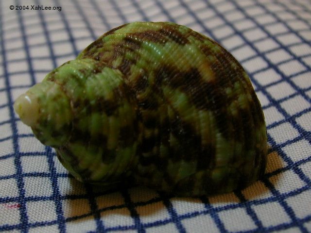 Heavy Turban shell