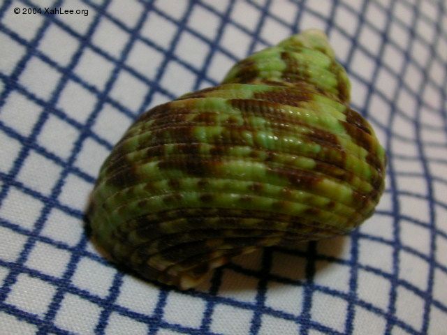 Heavy Turban shell