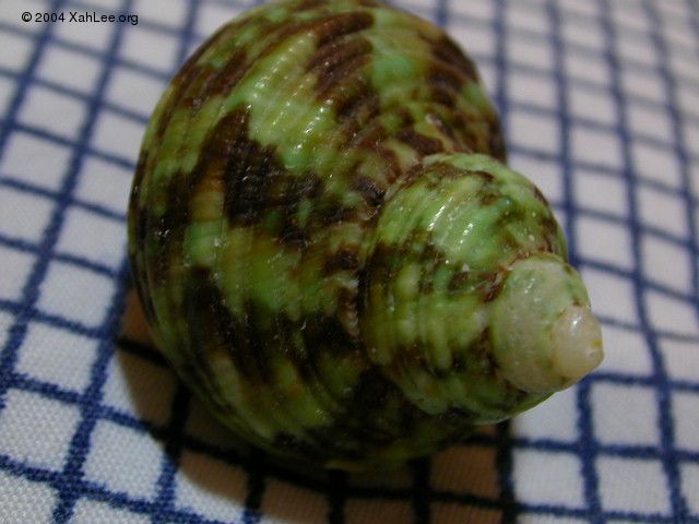 Heavy Turban shell