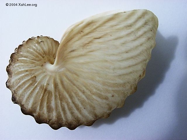 Paper Nautilus