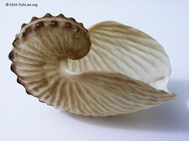 Paper Nautilus