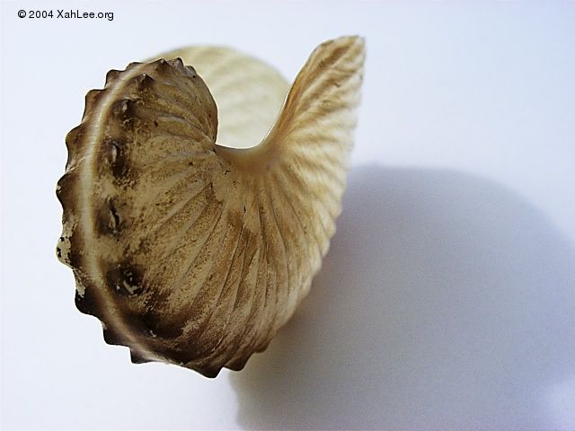 Paper Nautilus