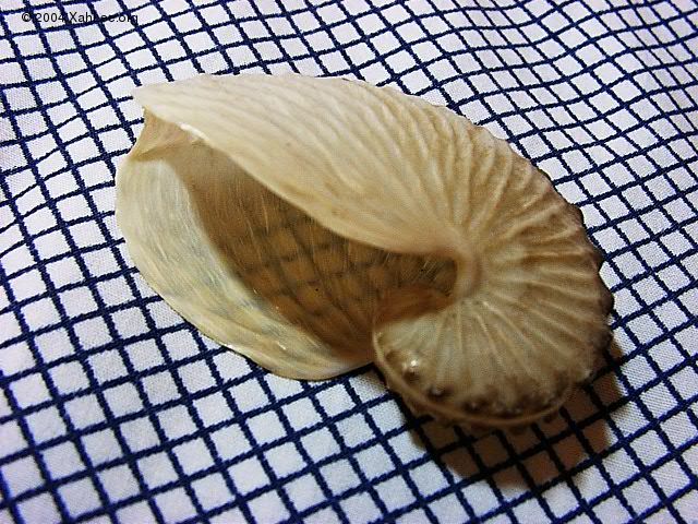 Paper Nautilus