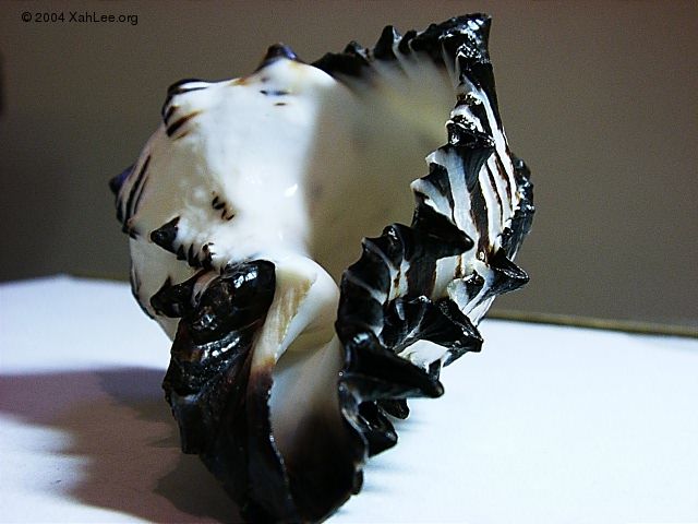 Black Murex shell