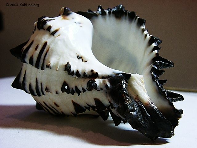 Black Murex shell