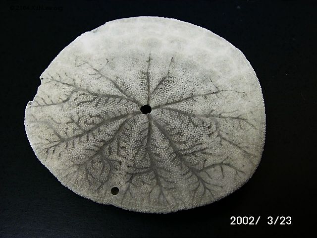 Sand Dollar