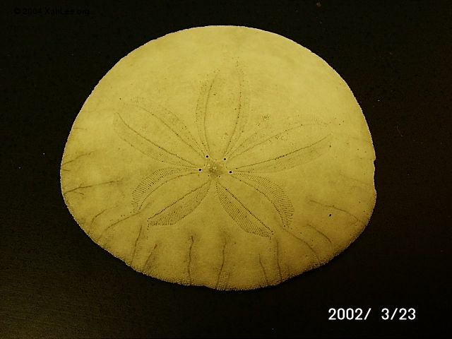 Sand Dollar