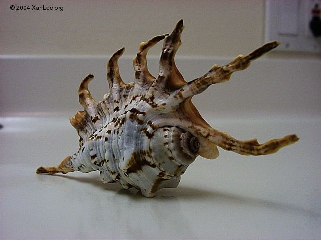 spider scorpian shell