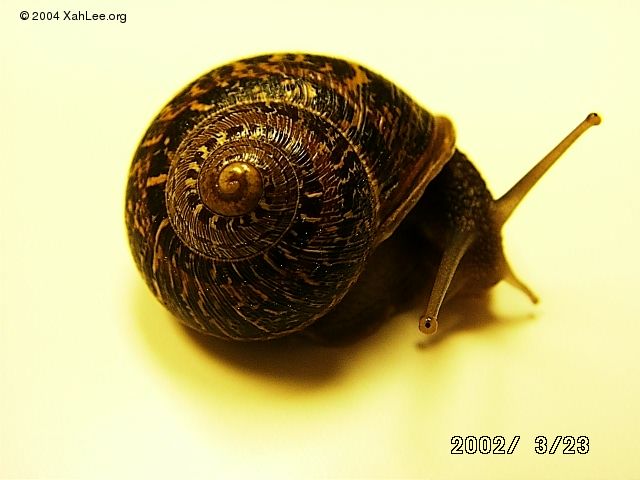 snail