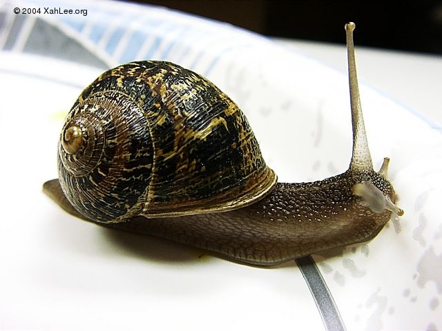 snail