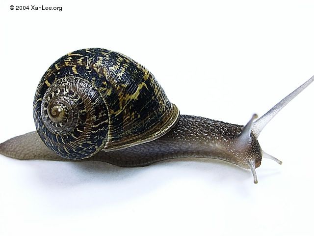 garden snail m