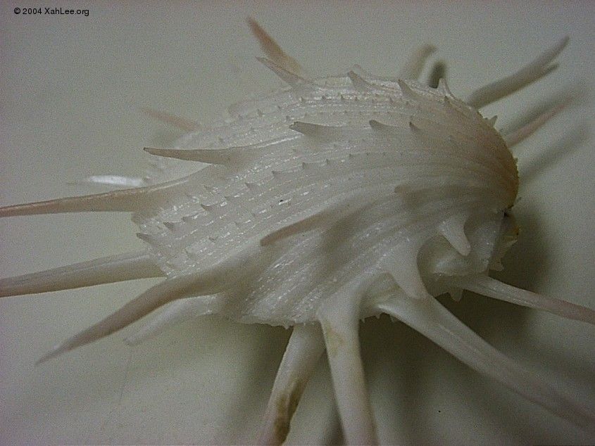 White Spondylus