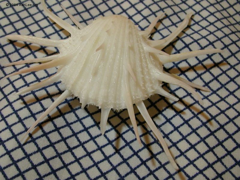 White Spondylus