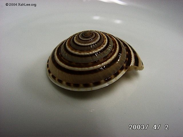 top shell