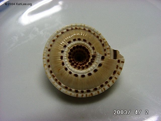 top shell