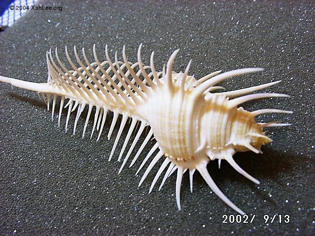 Venus Comb shell