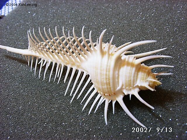 Venus Comb shell